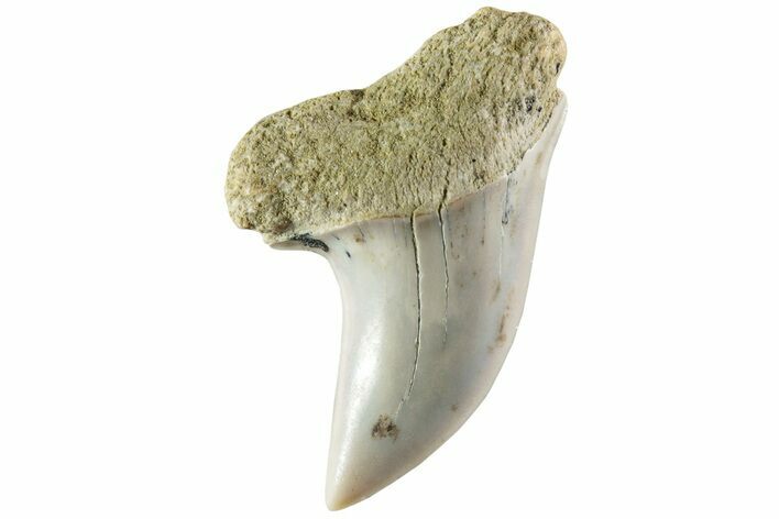 Fossil Shark Tooth (Carcharodon planus) - Bakersfield, CA #228907